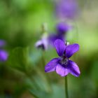 "Violettes des bois"