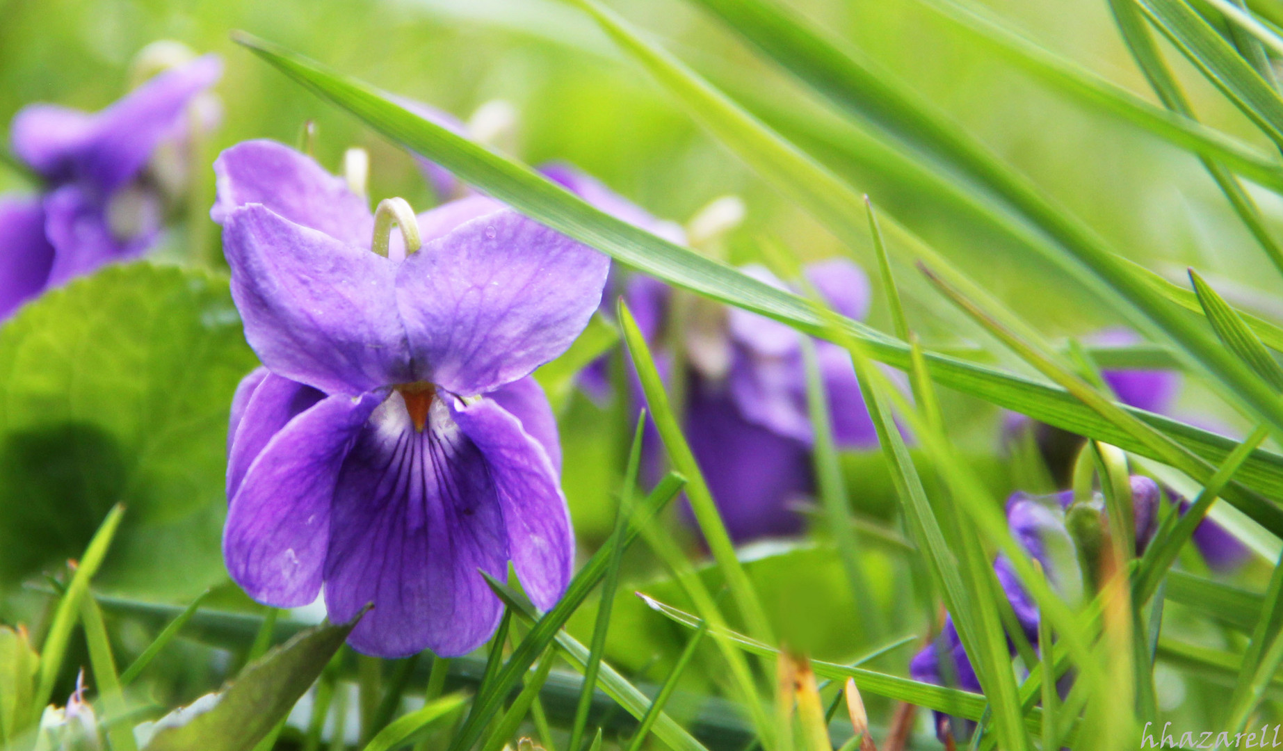 violettes du jardin