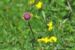 Violettes Einzelstück