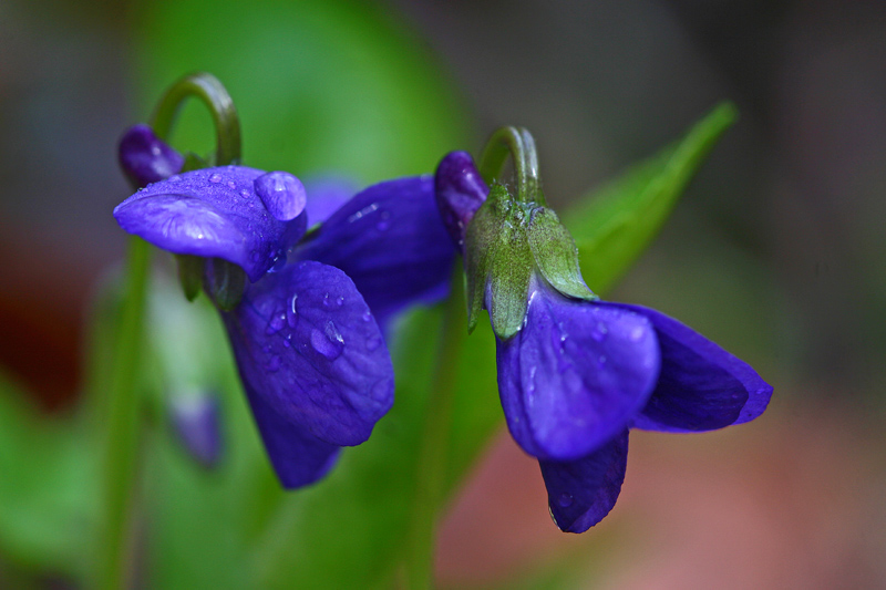 Violettes