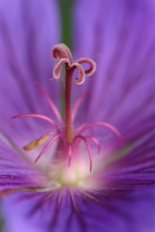 violettes Feuerwerk