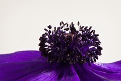 Violettes Gewand