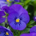 Violettes Hornveilchen