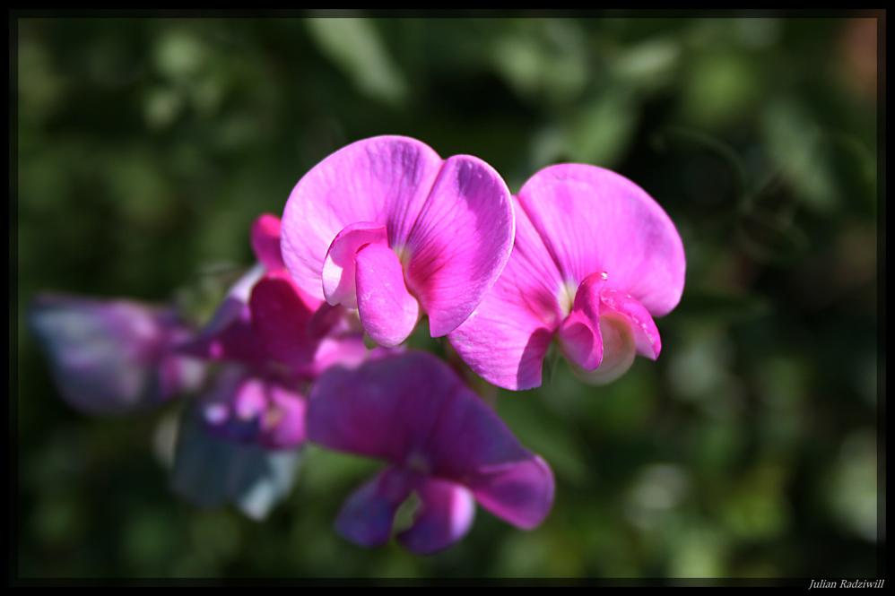 Violettes/ Rosanes Blümchen ;p