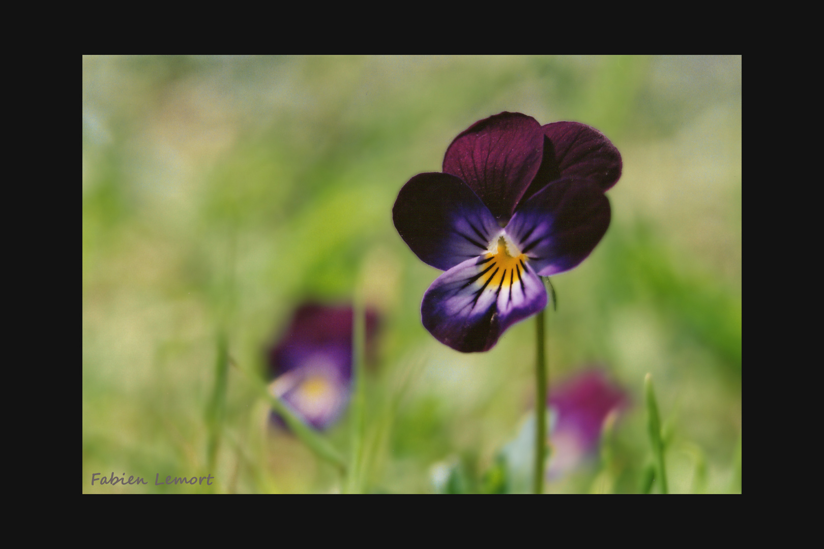 Violettes sauvages