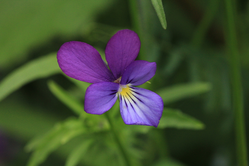 Violettes Veilchen