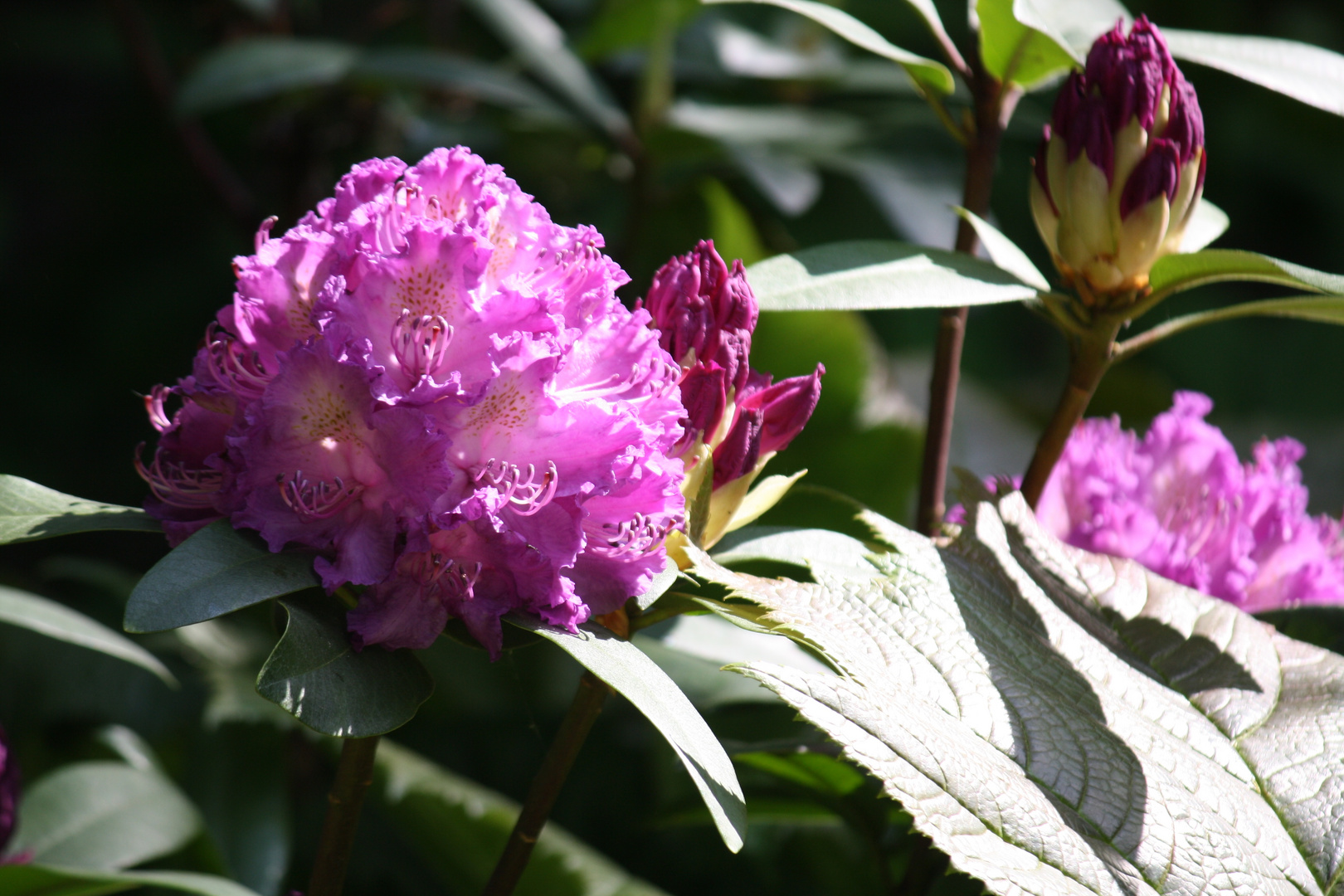 Violettes Wunder