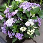 violette+weiße Blüten