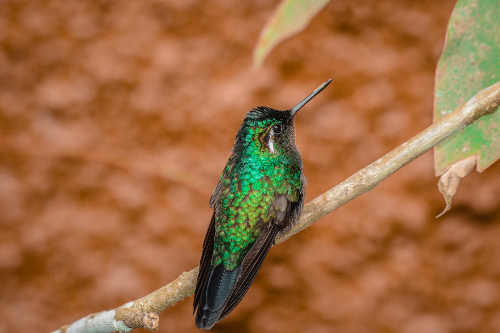 Violettkron Brilliantkolibri (Eugenes fulgens)