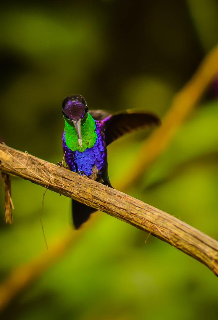 Violettkronennymphe