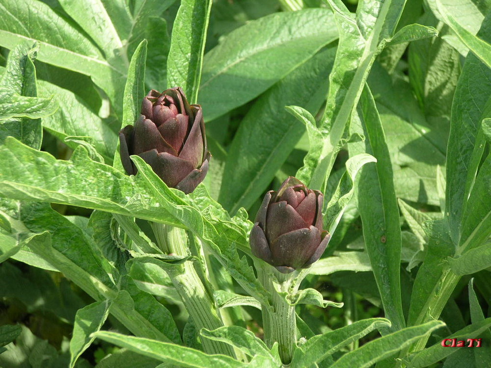 Violetto di Sant'Erasmo