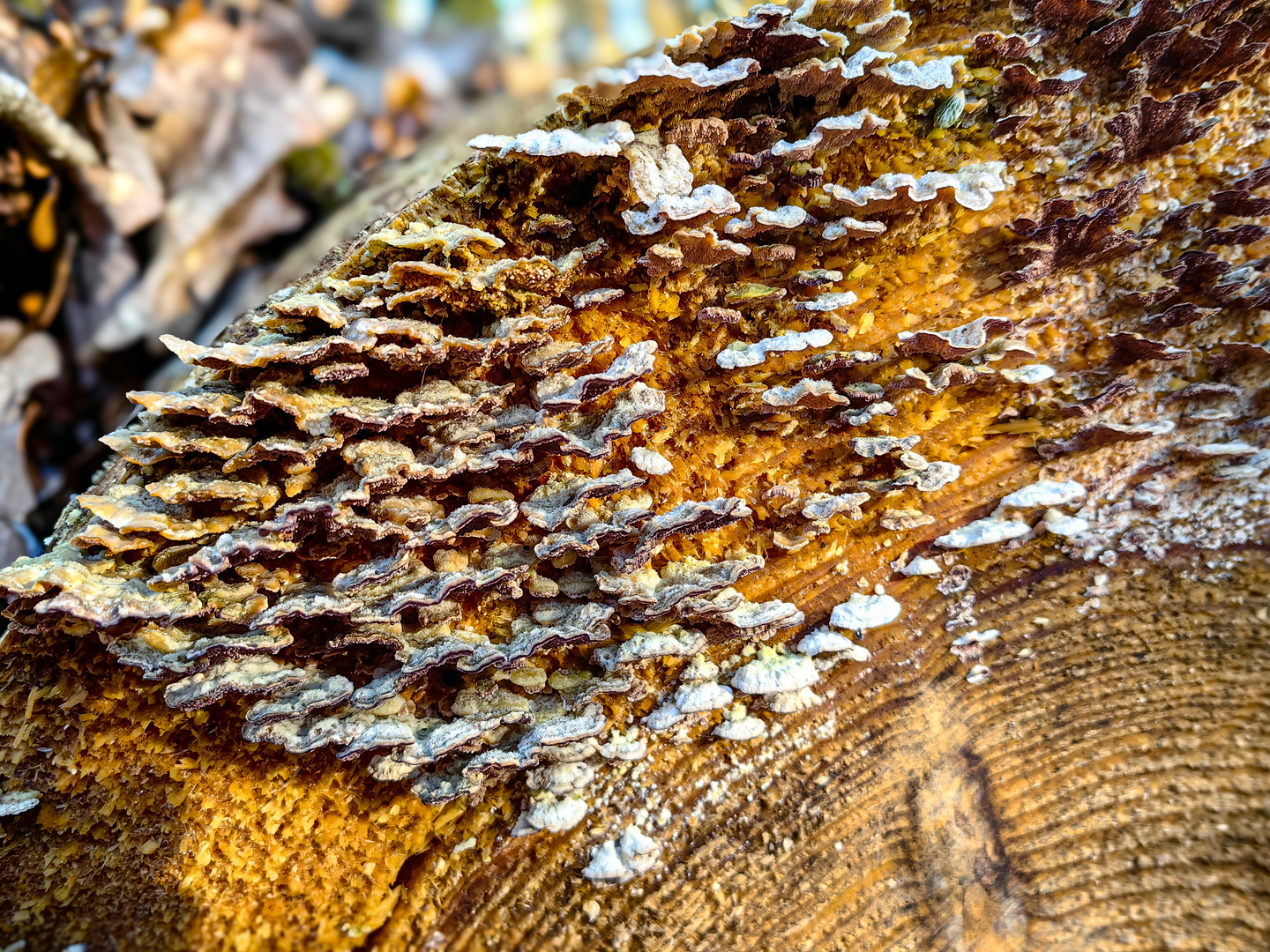 Violettporlinge eine Gattung der Pilze und Flechten