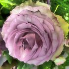 violettrosa Rosenblüte - mit Surreal Grunge