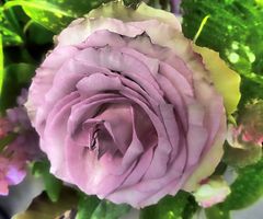 violettrosa Rosenblüte - mit Surreal Grunge