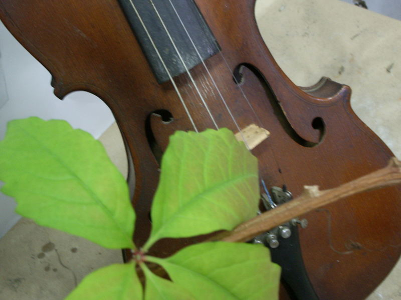 Violin