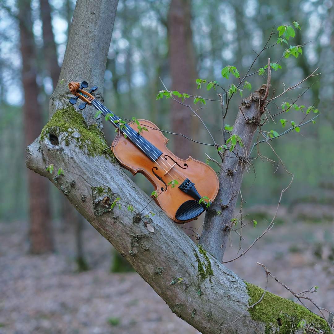 Violine auf Baum