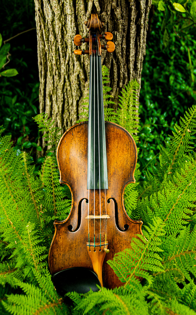 Violine und Natur