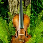Violine und Natur