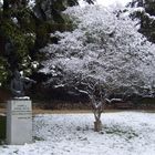 Violinista y arbol nevado