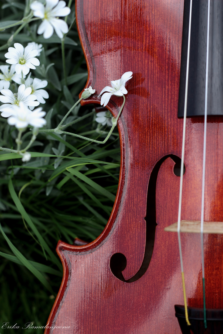 Violon