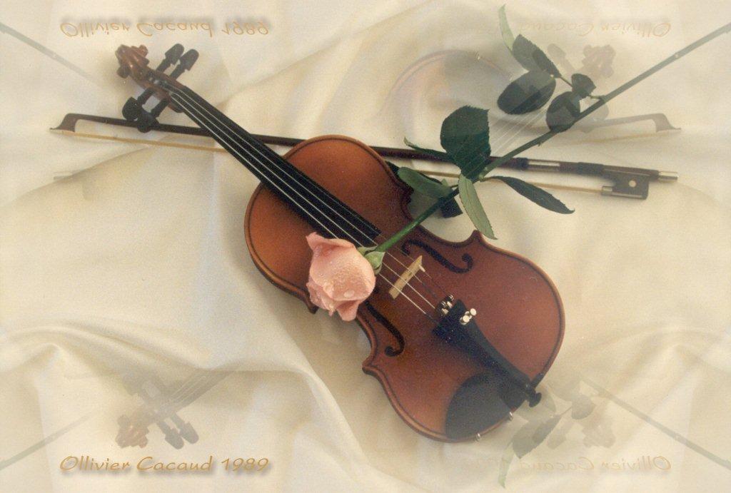 violon ...