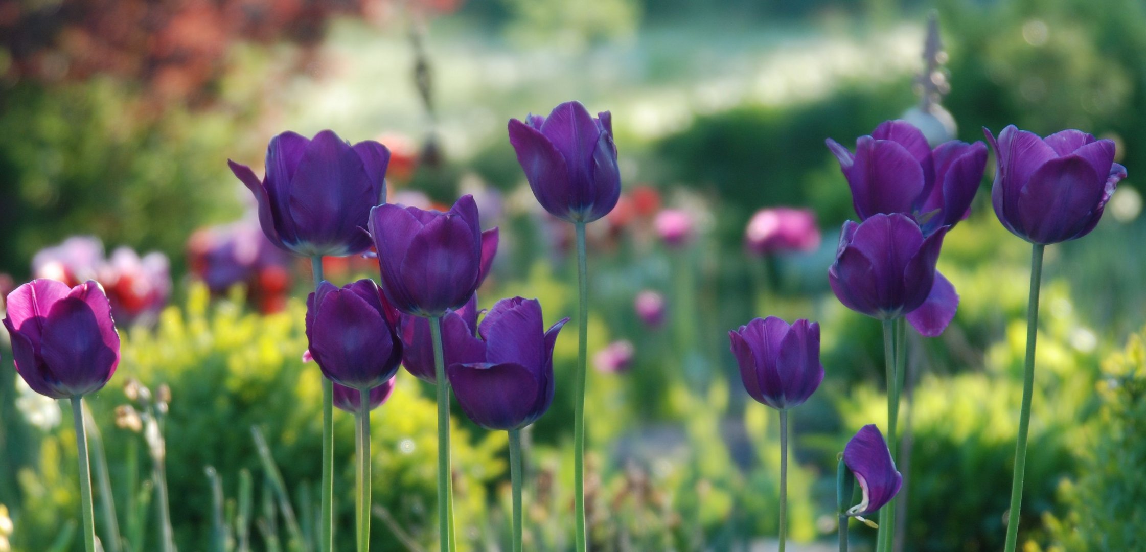 Violtte Tulpen