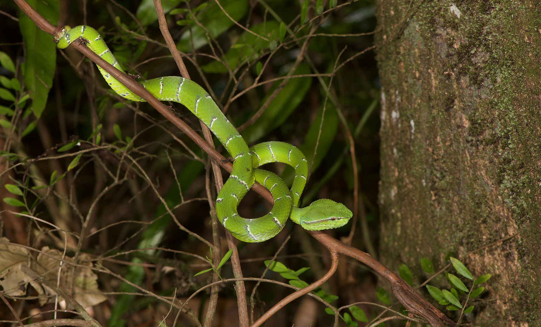 Viper Aus Dem Tropischen Regenwald Von Borneo Foto Bild Tiere Wildlife Amphibien Reptilien Bilder Auf Fotocommunity