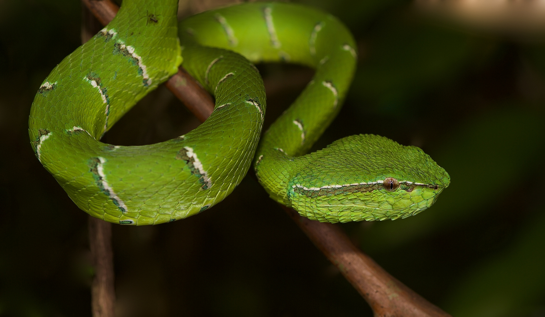 Viper Aus Dem Tropischen Regenwald Von Borneo Foto Bild Tiere Wildlife Amphibien Reptilien Bilder Auf Fotocommunity