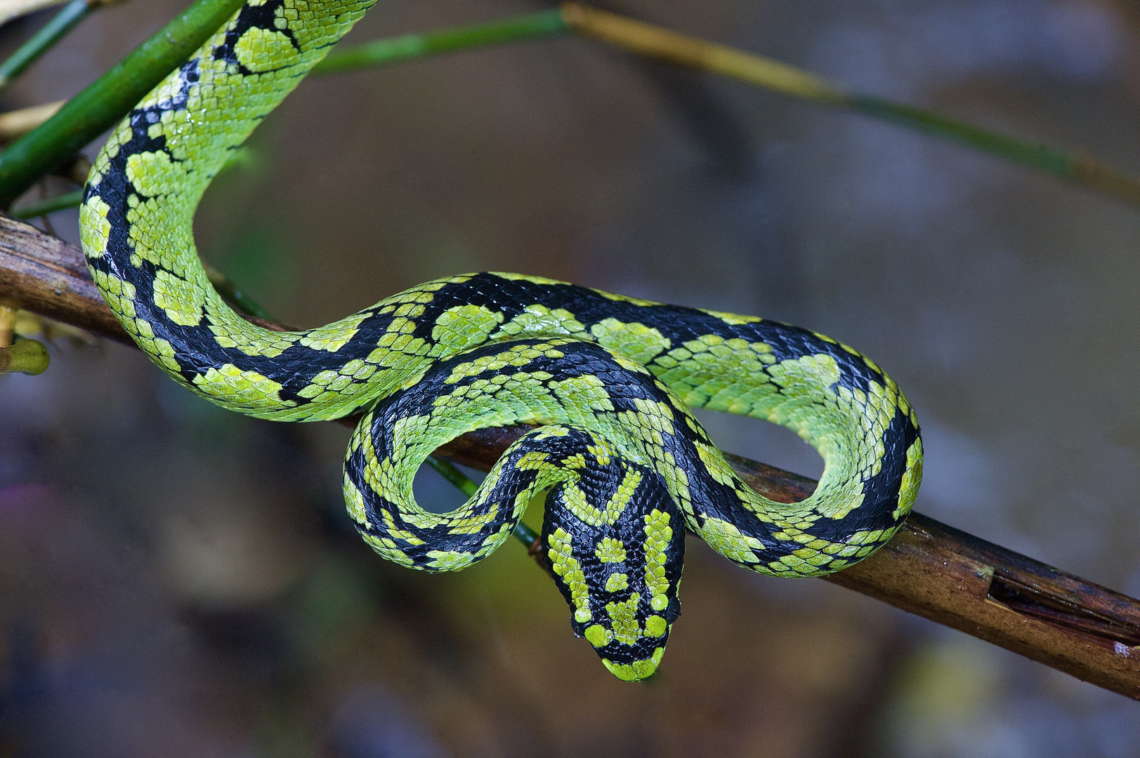 Viper aus dem Tropischen Regenwald von Sri Lanka