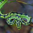 Viper aus dem Tropischen Regenwald von Sri Lanka