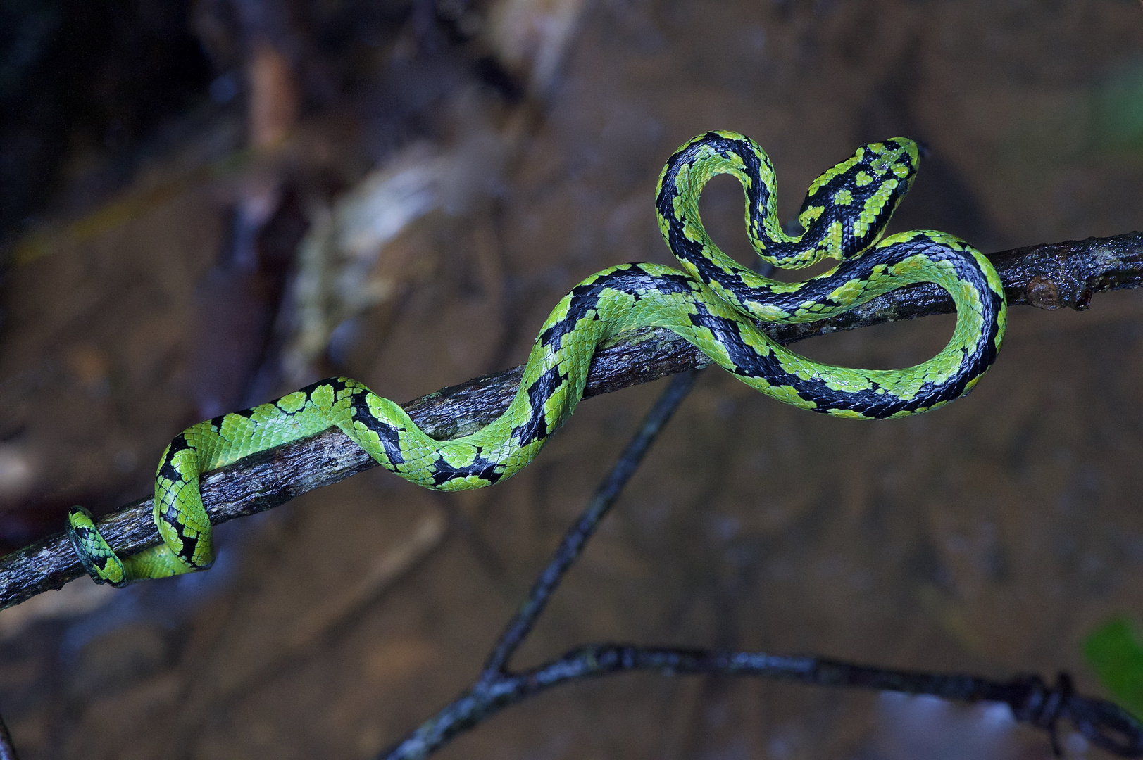 Viper aus dem Tropischen Regenwald von Sri Lanka