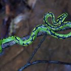 Viper aus dem Tropischen Regenwald von Sri Lanka