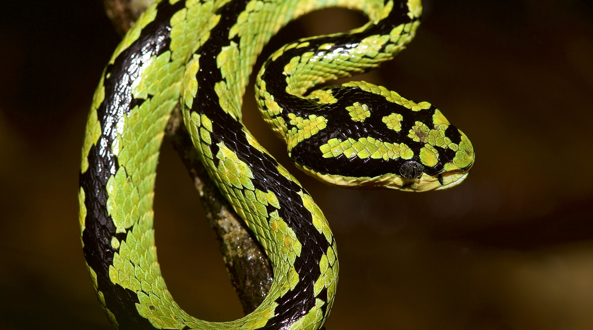 Viper Aus Dem Tropischen Regenwald Von Sri Lanka Foto Bild Tiere Wildlife Amphibien Reptilien Bilder Auf Fotocommunity