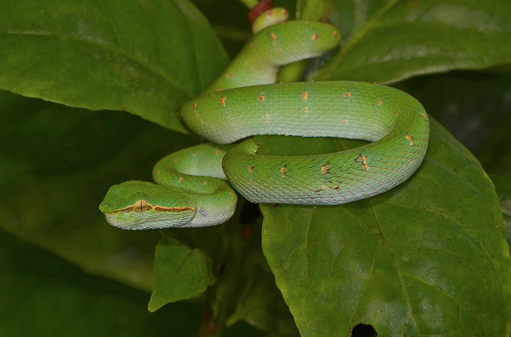 Viper aus der Regenwaldnacht von Borneo