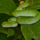 Viper aus der Regenwaldnacht von Borneo