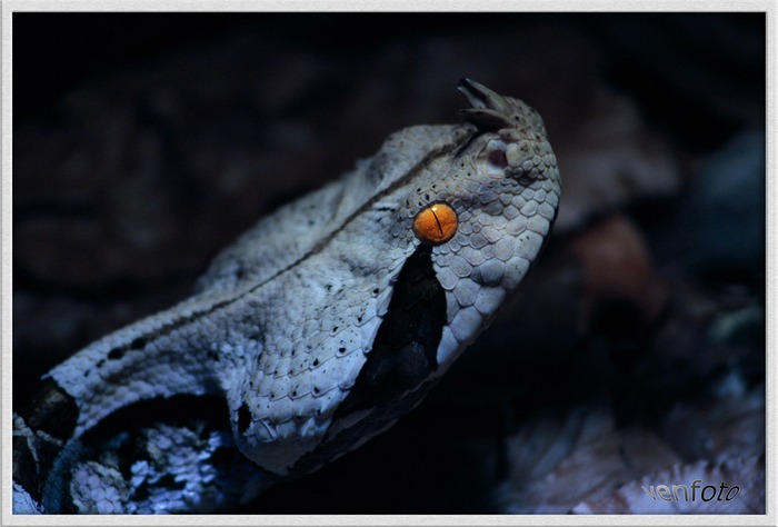 Viper bei Nacht