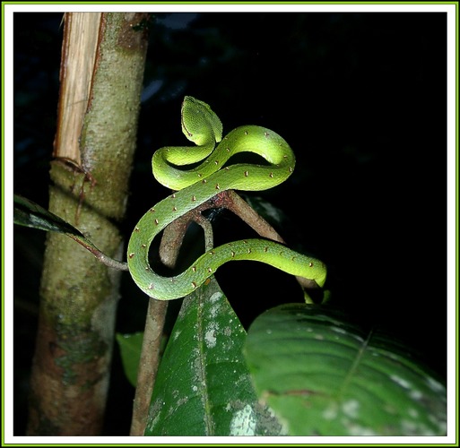 - - -Viper bei Nacht- - - - - - - Borneo - -