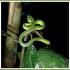 - - -Viper bei Nacht- - - - - - - Borneo - -