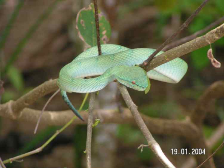 Viper im Bako Nationalpark auf Borneo