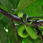 Viper in Thailand