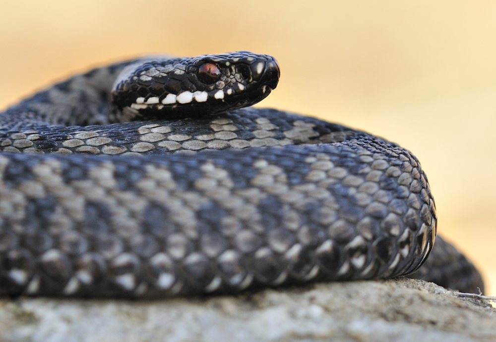 Vipera