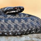 Vipera