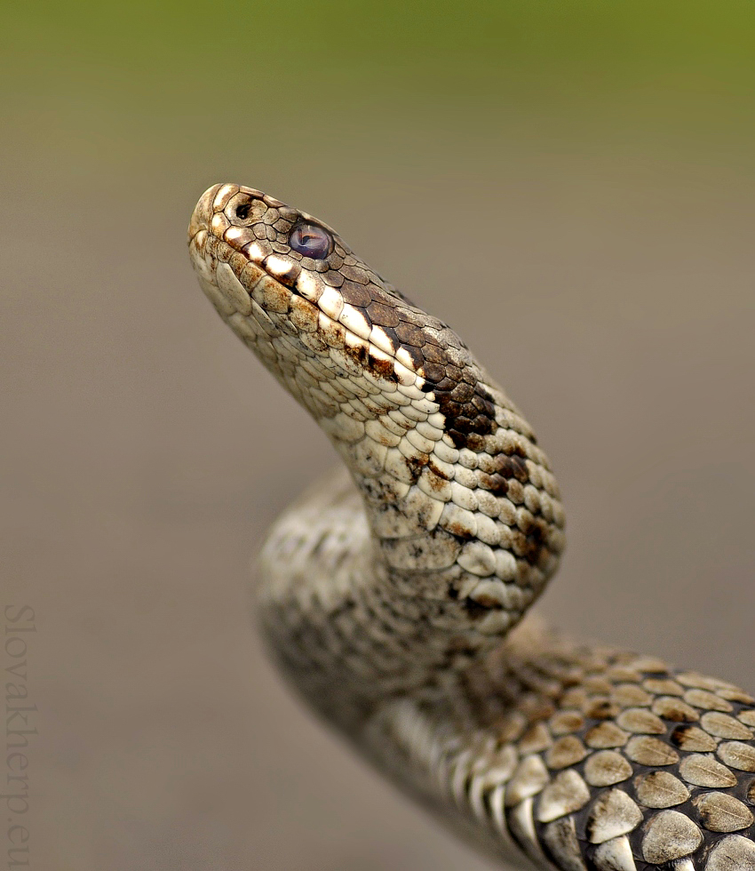 Vipera