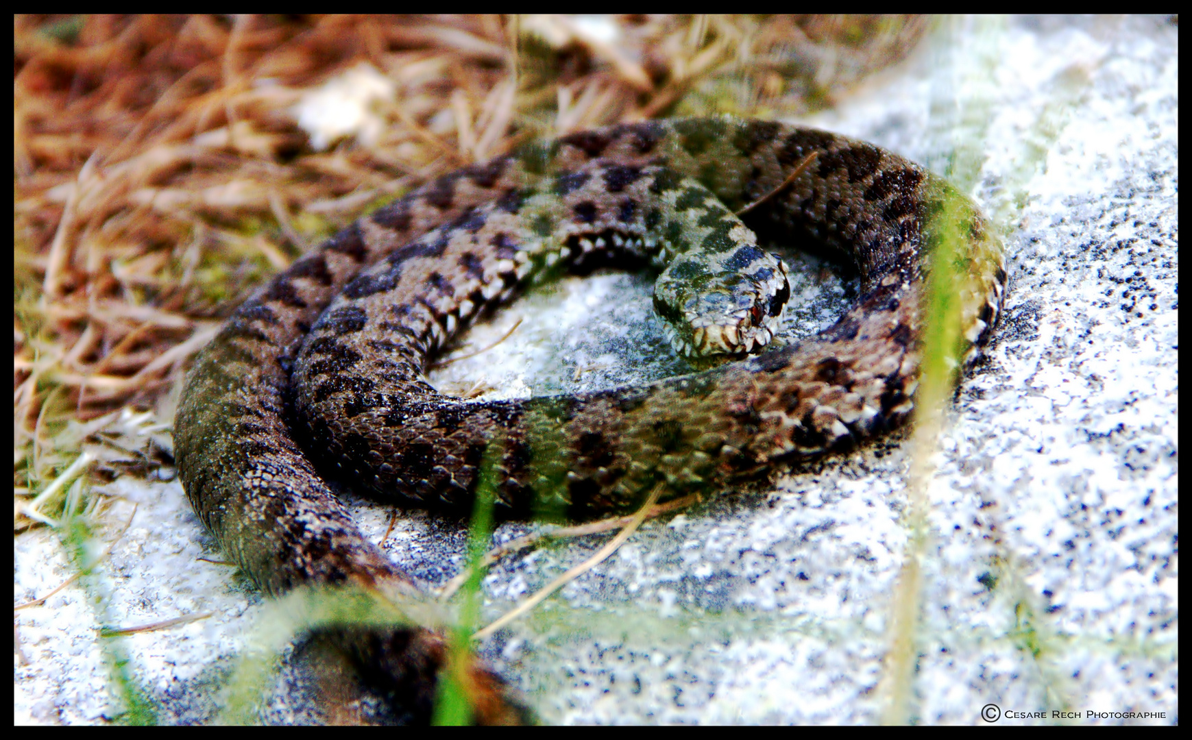 Vipera