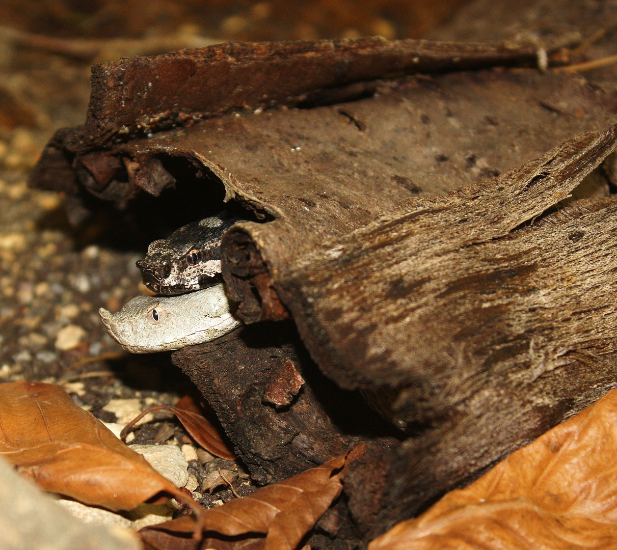 Vipera a.ammodytes