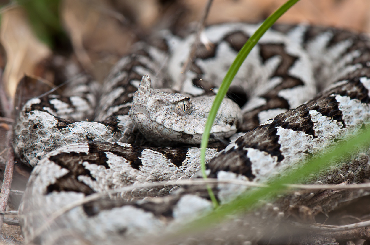 Vipera a.ammodytes