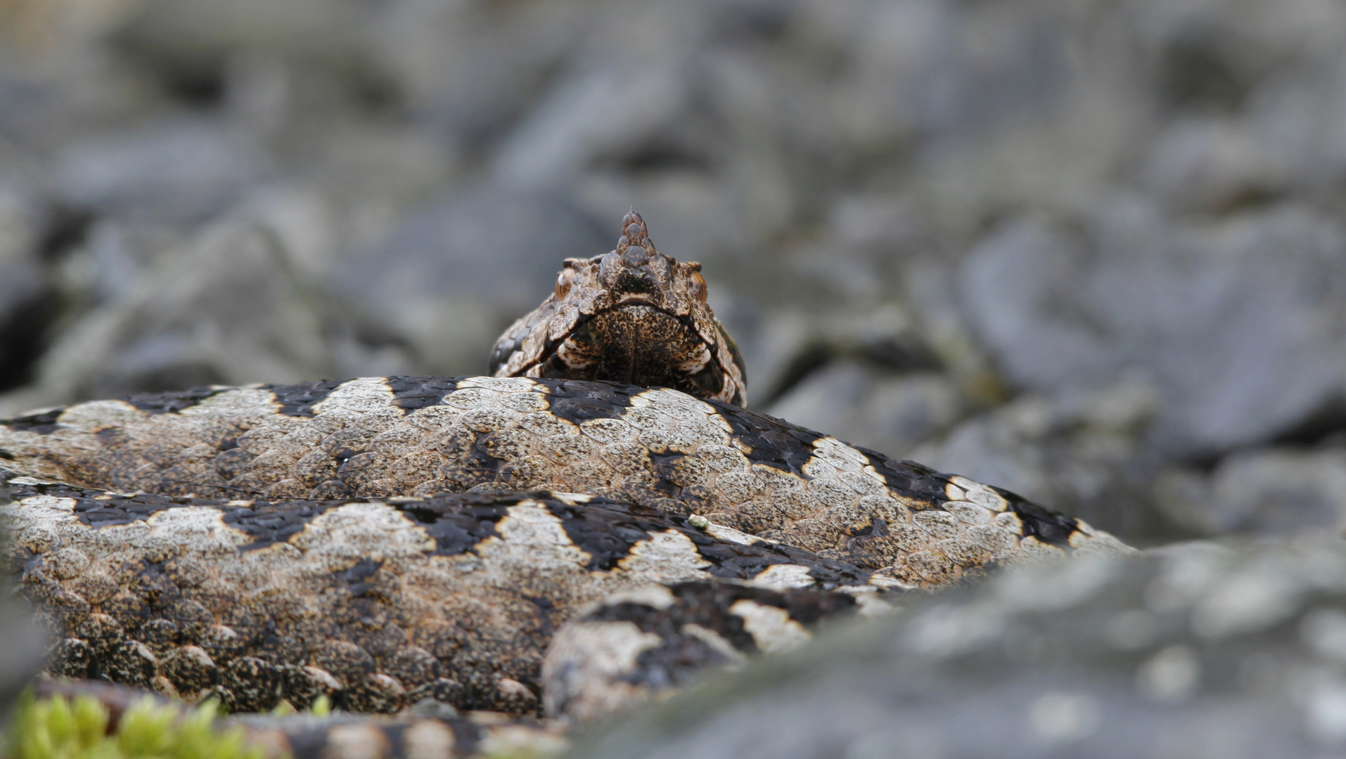 (Vipera a.ammodytes)