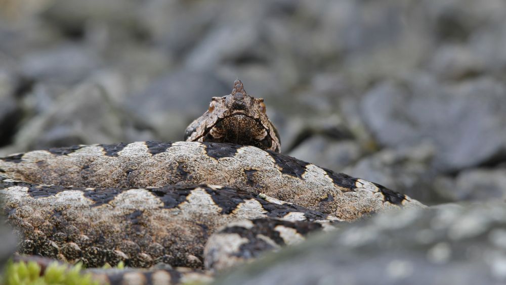 (Vipera a.ammodytes)