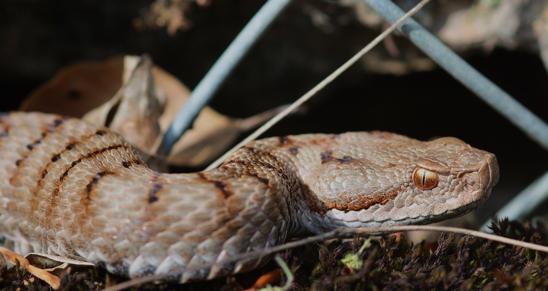 ( Vipera a.aspis) 1