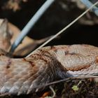 ( Vipera a.aspis) 1